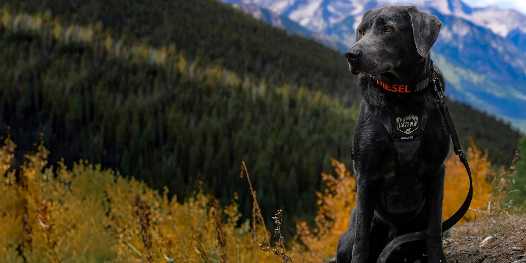 Built for the Boldest Dogs